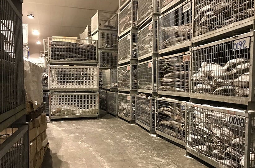 Kho lạnh bảo quản hải sản 17 Kho cấp đông siêu tốc cá ngừ